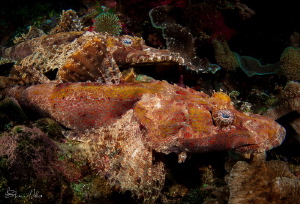 Courting Wakatobi Crocodilefish by Steven Miller 